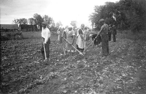 87 Juurvilja harvendamise kursus S rul  1936